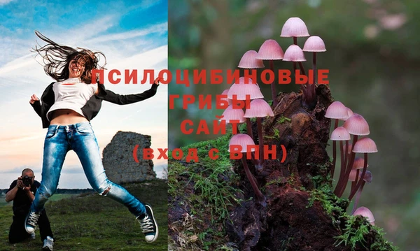 PSILOCYBIN Каменногорск